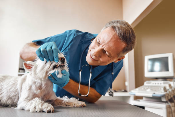Best Knocked-Out Tooth Emergency  in Daleville, VA